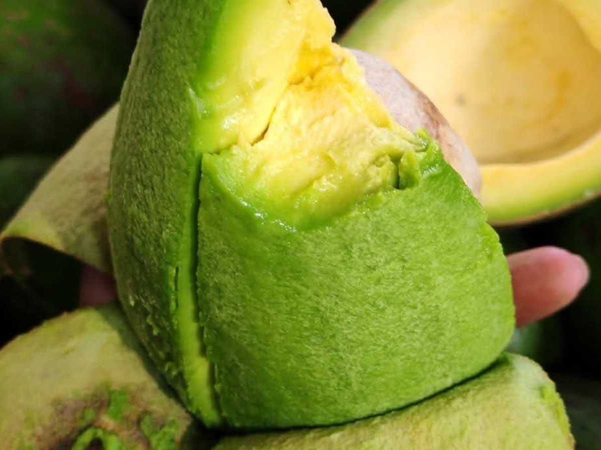 Avocado